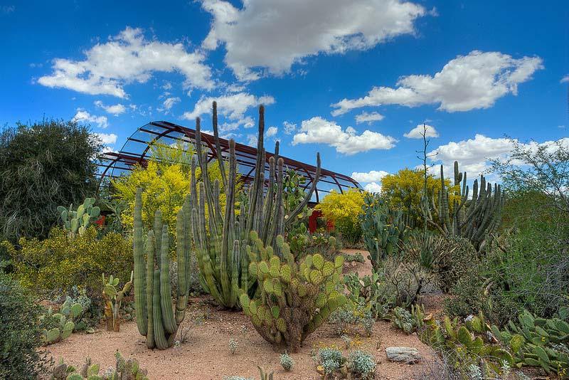 Desert Botanical Garden