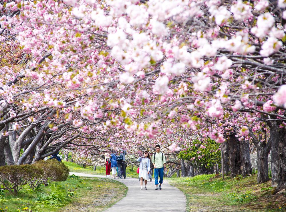 Florada das cerejeiras no Japão