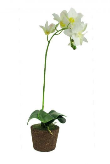 ARRANJO ORQUIDEA PHALAENOPSIS PONT COM 7FLORES