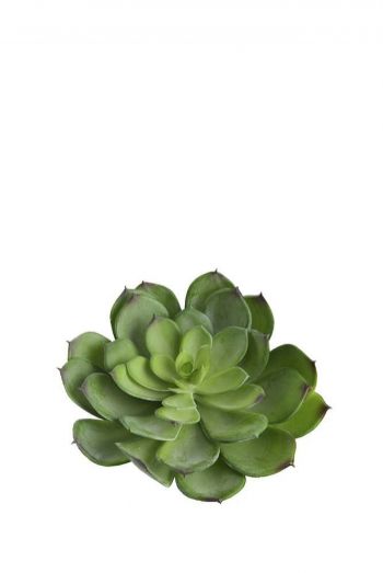 SUCULENTA ECHEVERIA