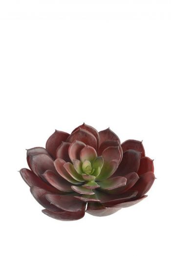 SUCULENTA ECHEVERIA