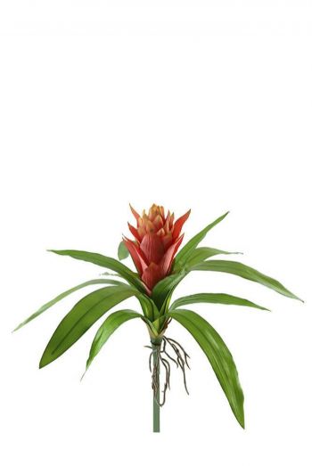 BROMELIA TROPICAL PLANTA