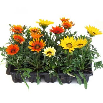 MUDA DE GAZANIA