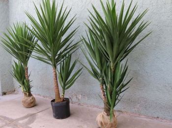 MUDA DE YUCCA