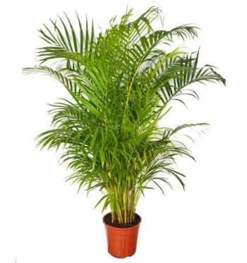 MUDA DE PALMEIRA ARECA