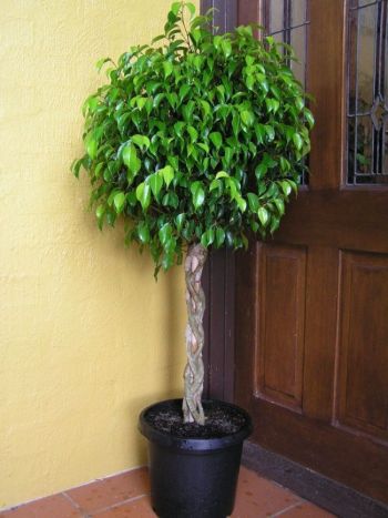 MUDA DE FICUS