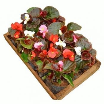 MUDA DE BEGONIA AZEDINHA