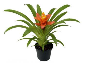 MUDA DE BROMELIA GUZMANIA