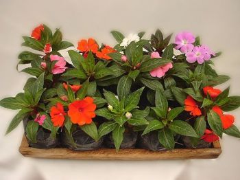 MUDA DE IMPATIENS