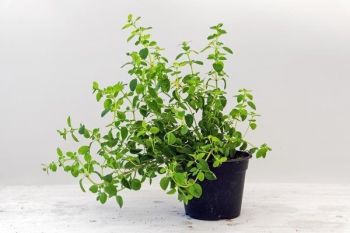 MUDA DE OREGANO