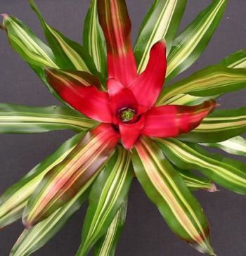 MUDA DE BROMELIA NEOREGELIA