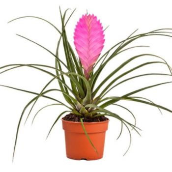 MUDA DE BROMELIA TILLANDSIA