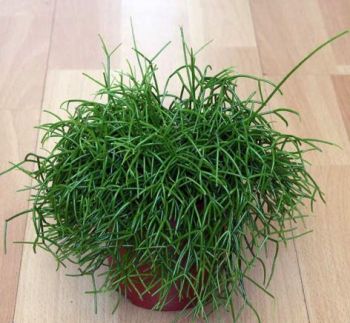 MUDA DE RHIPSALIS