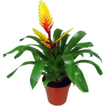 MUDA DE BROMELIA VRIESIA