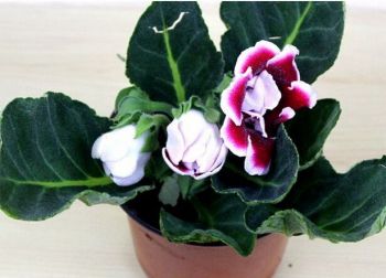 MUDA DE GLOXINIA