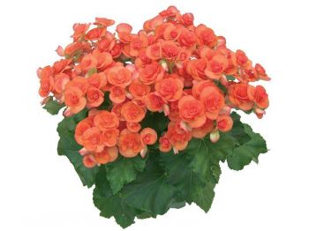 MUDA DE BEGONIA