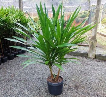 MUDA DE DRACENA ARBOREA