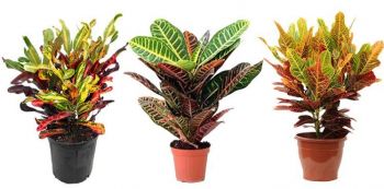 MUDA DE CROTON