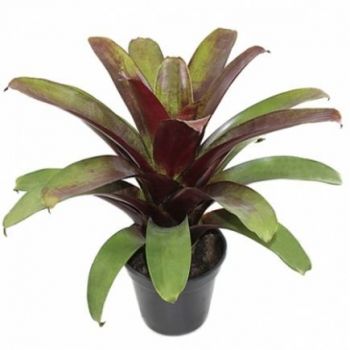 MUDA DE BROMELIA IMPERIAL