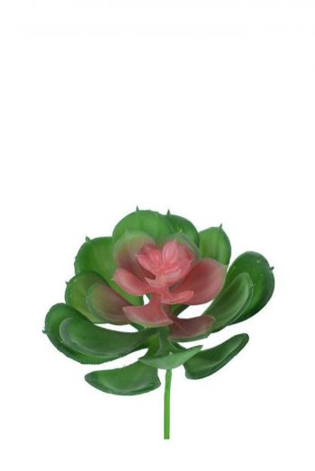 SUCULENTA ECHEVERIA VDRS