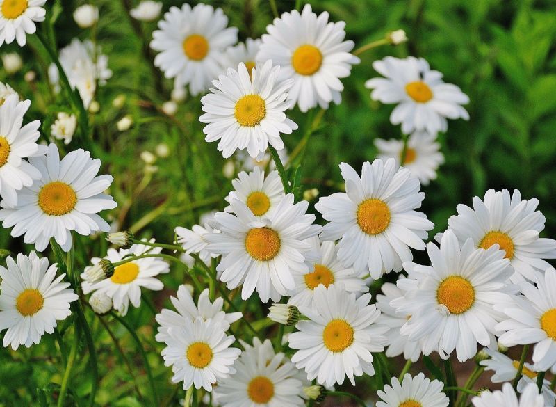 5 flores que amam o verão!