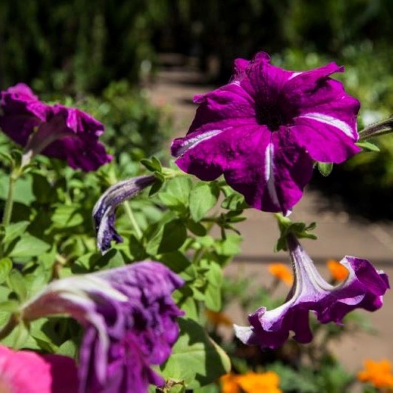 Flores e mais flores para seu jardim