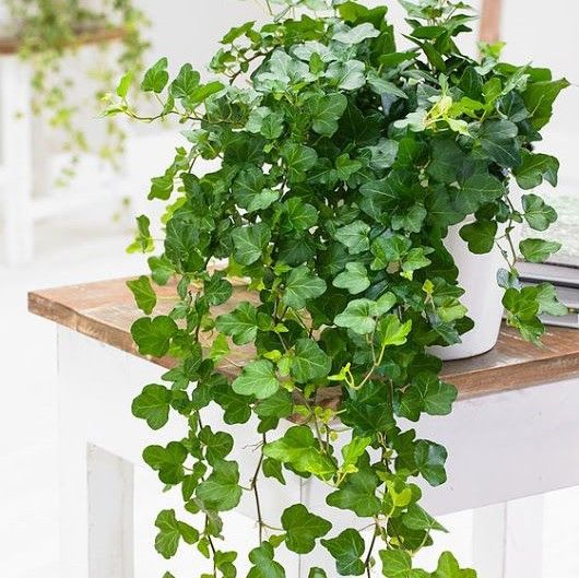 Cuide das plantas em ambientes refrigerados