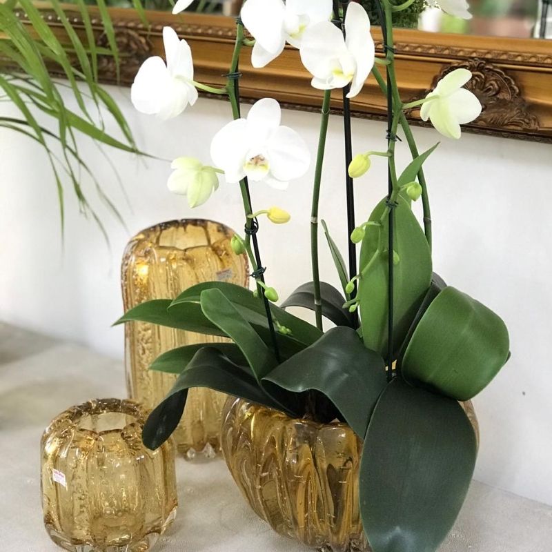 Orquídeas deixam qualquer ambiente mais charmoso