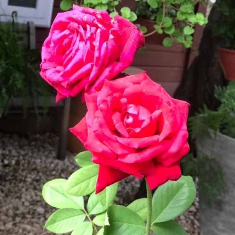 A rosa reina com beleza e elegância na natureza