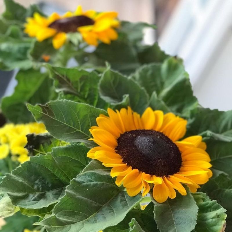 Presenteie seu namorado com plantas e flores