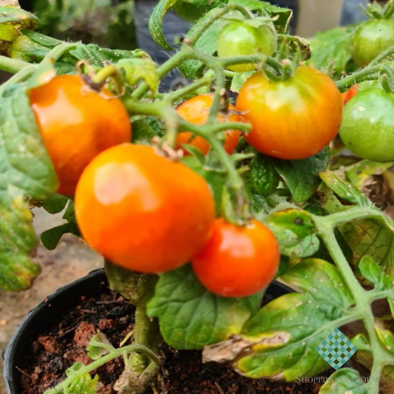 Tomate - Cereja, simplesmente delicioso