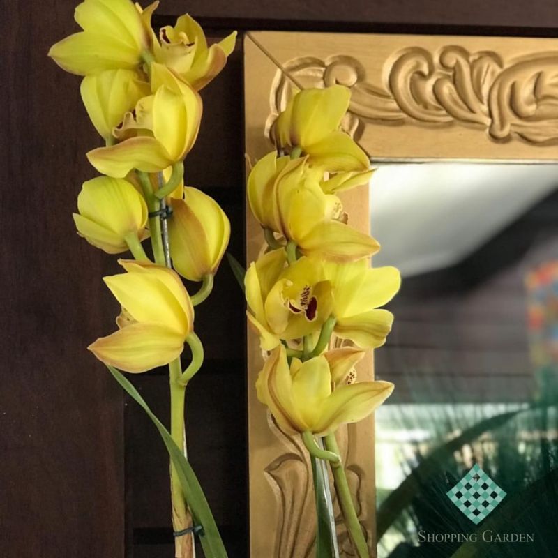 Orquídeas Cymbidium fica perfeita em sua casa