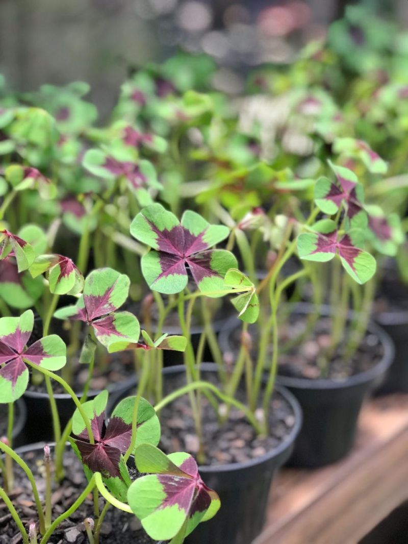 Plantas charmosas e fáceis de cuidar