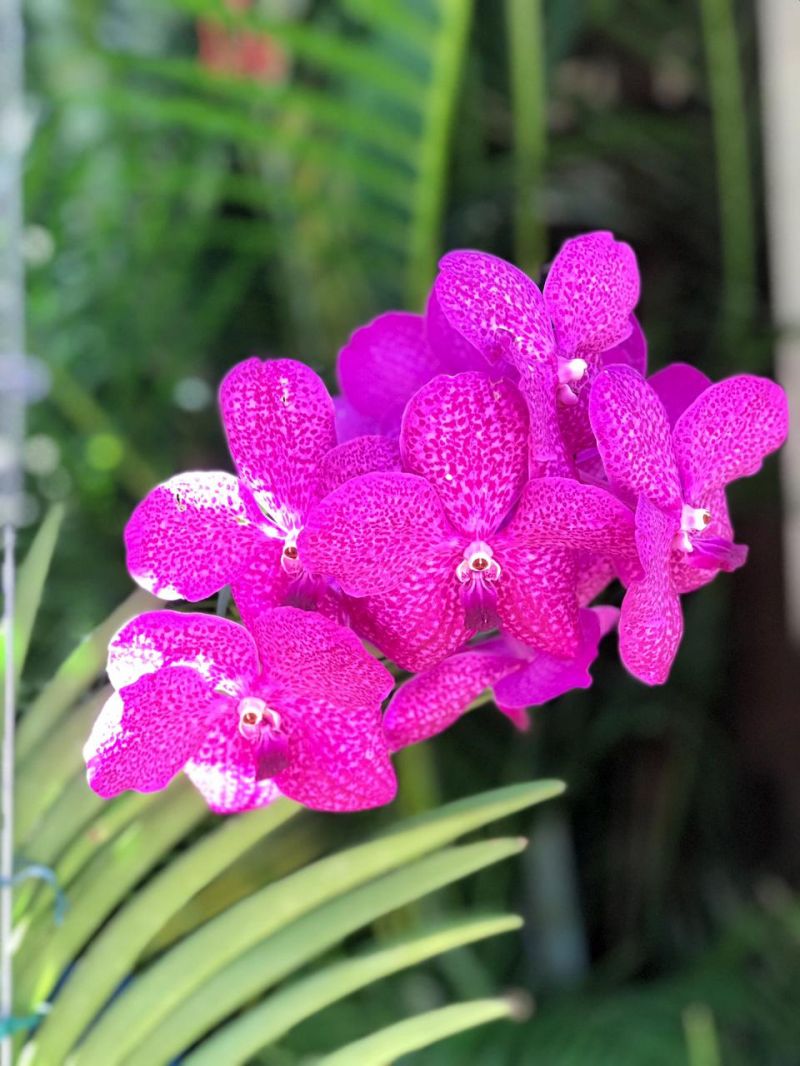 ORQUÍDEA VANDA