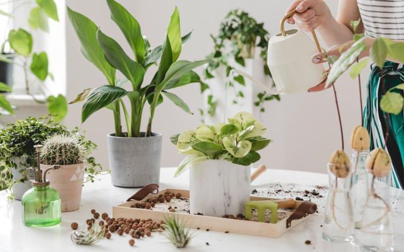 Plantas que exigem poucos cuidados