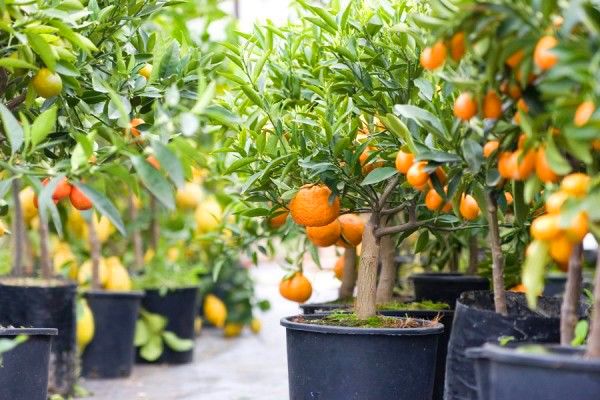 5 árvores frutíferas para cultivo em vasos no Apto