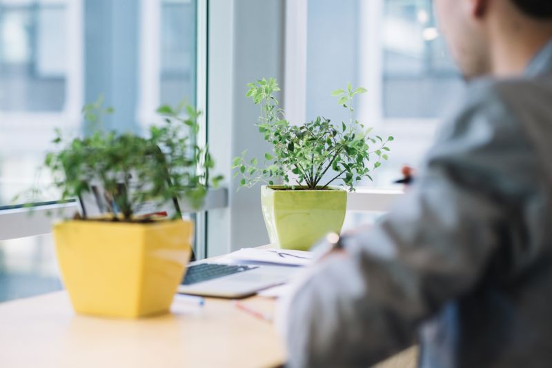 5 benefícios de ter plantas no local de trabalho