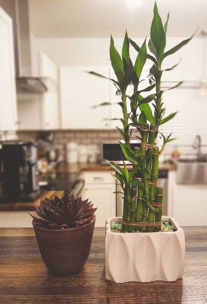 Plantas para ter em casa: bambu-da-sorte, start da felicidade