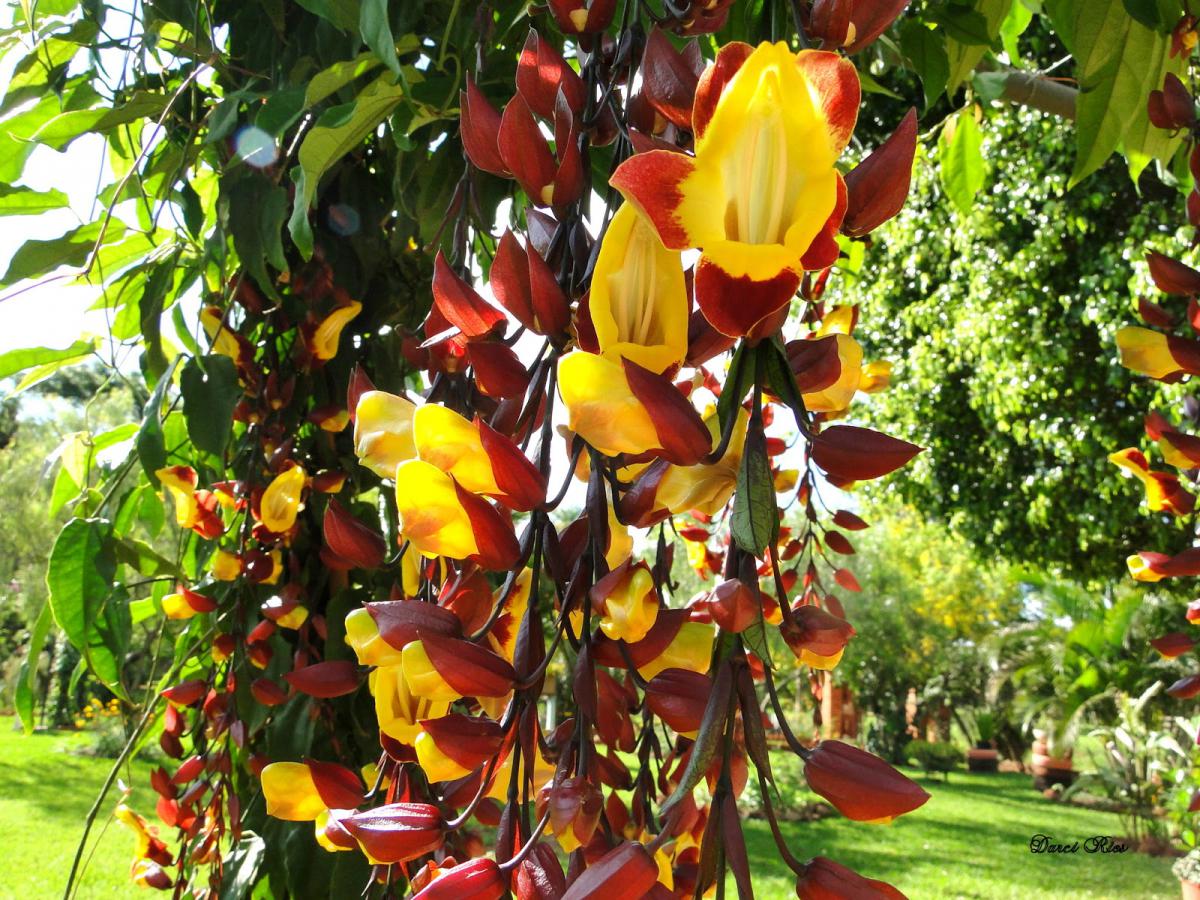 Flores amarelas, mais alegria em seu jardim Shopping Garden - Decoração e  Produtos para Jardim em Aracaju