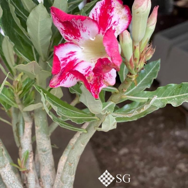Flor do deserto: um presente especial da natureza Shopping Garden -  Decoração e Produtos para Jardim em Aracaju