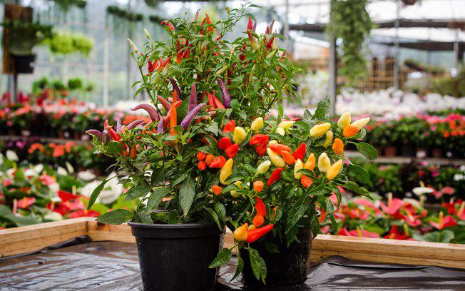 Cultive sua pimentinha em casa Shopping Garden - Decoração e Produtos para Jardim em Aracaju