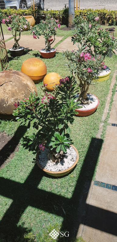 3 segredos para você cultivar a Rosa do Deserto Shopping Garden - Decoração  e Produtos para Jardim em Aracaju